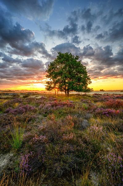 The Dutch Heath, on fire by Leon Okkenburg