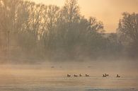 IJssel near Wilsum in fog by Evert Jan Kip thumbnail