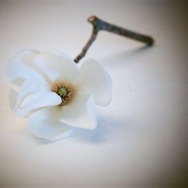 White Magnolia flower, the beginning of spring by Aan Kant