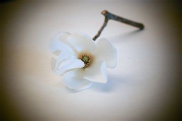 Witte Magnolia bloem, het begin van de lente van Aan Kant