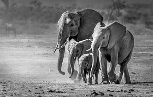 Elees in a hurry