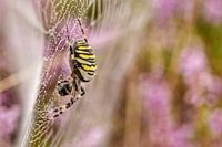 wasp spider