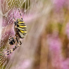 Wespspin in bloeiende heideveld van Stefan Wiebing Photography