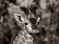 Portrait of a giraffe