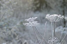 Gelée blanche sur Lisanne Rodenburg