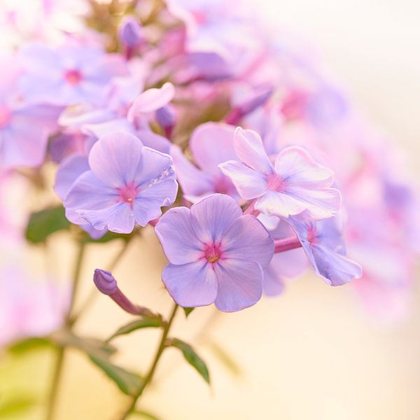 Phlox sous le soleil d'été par Jenco van Zalk