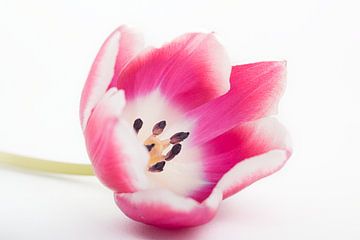 De fuchsia roze - witte tulp van Marjolijn van den Berg