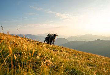 Kuh mit ihrem Kalb in den Italienischen Bergen von Leo Schindzielorz