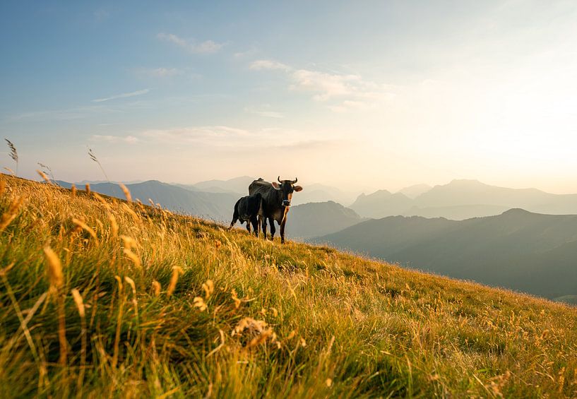 Cow with her calf in the Italian mountains by Leo Schindzielorz
