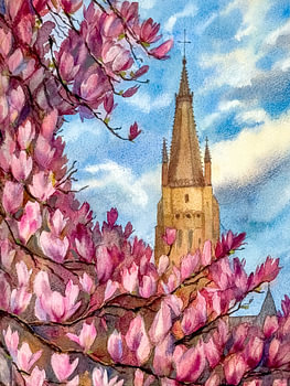 Magnoliabloesem in Brugge: Onze-Lieve-Vrouwekerk