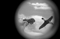 I had a dream I could fly van Vicky Daniels thumbnail