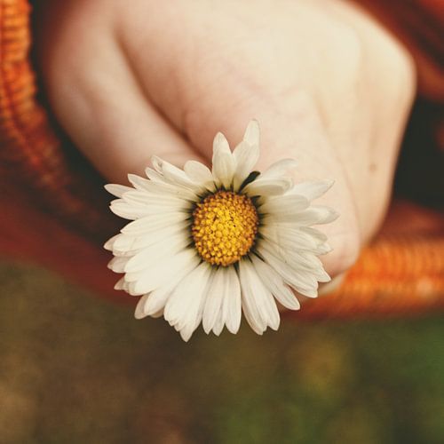 Bloem voor jou in kleur