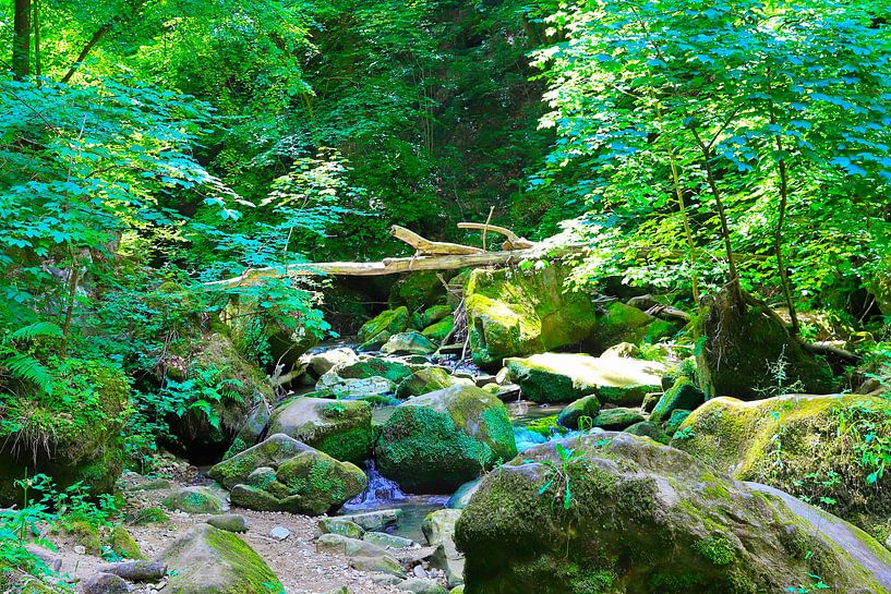 Vue sur la forêt par Micky Bish
