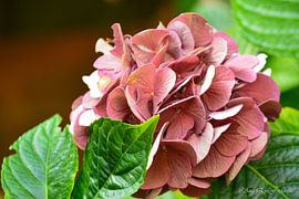 Hydrangea in autumn by Art By AngelEye