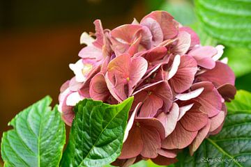 Hortensia in de herfst van Art By AngelEye