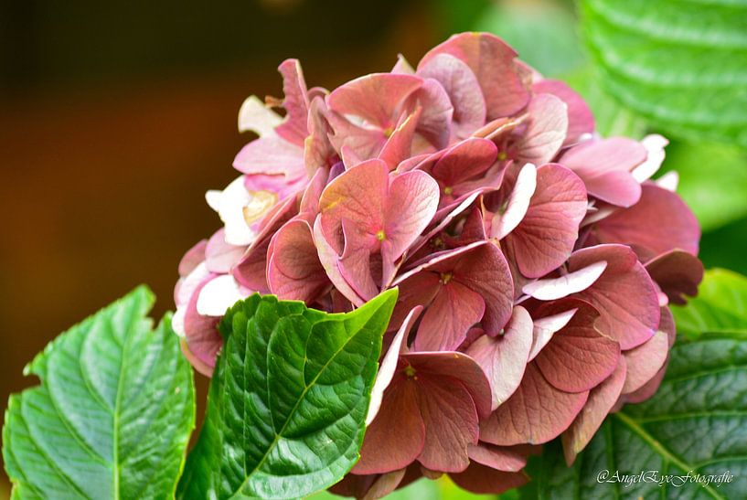 Hydrangea in autumn by Art By AngelEye