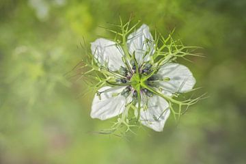 Juffertje-in-het-groen von Karin Tebes