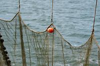 Filet de pêche aux crevettes dans la mer des Wadden