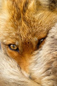 Fuchs-Porträt