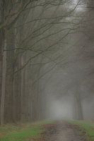 Mist in het bos