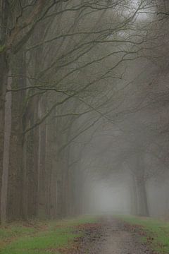 Brouillard dans la forêt sur Ivanka van Gils-Hafakker