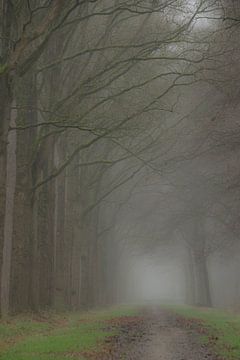 Mist in het bos van Ivanka van Gils-Hafakker