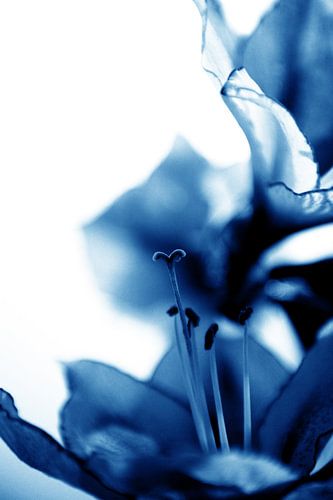 Amaryllis 13 - trots en liefdevol