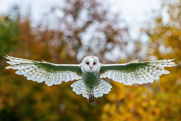 Schleiereule -Tyto alba - im Flug