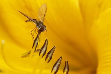 Hoverfly on stamen yellow lily by Gerda de Voogd