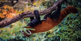 Red panda by Dieter Emmerechts