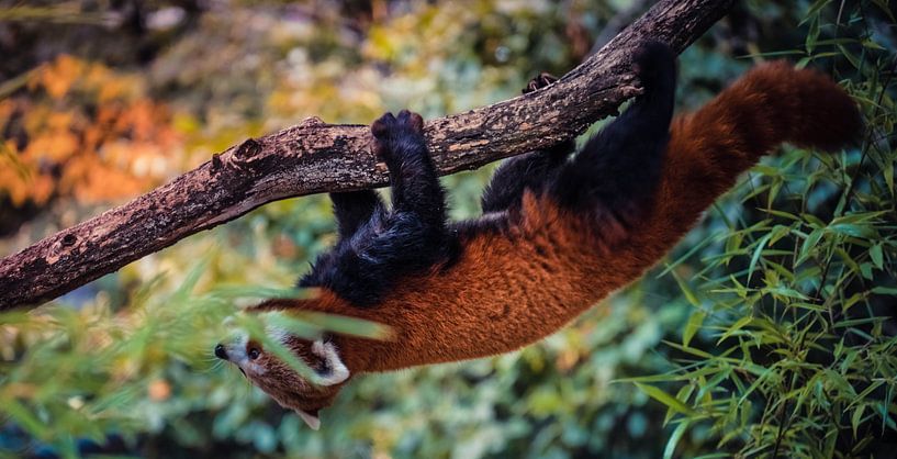 Roter Panda von Dieter Emmerechts