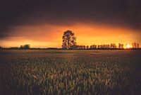 Baum am Horizont