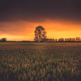 Tree on the horizon by Skyze Photography by André Stein