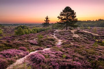 Heide op Terschelling. van Marco Lok