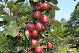 Appeltje voor de dorst by Rianne  Jansen-Koenen