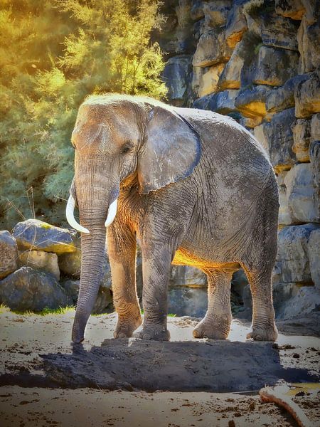 The elephant by Maickel Dedeken
