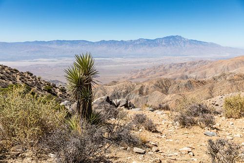 Joshua Tree National park.