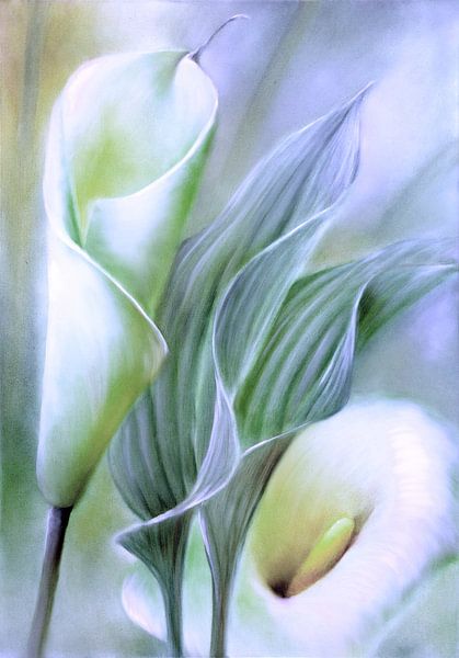 Callas and leaves by Annette Schmucker