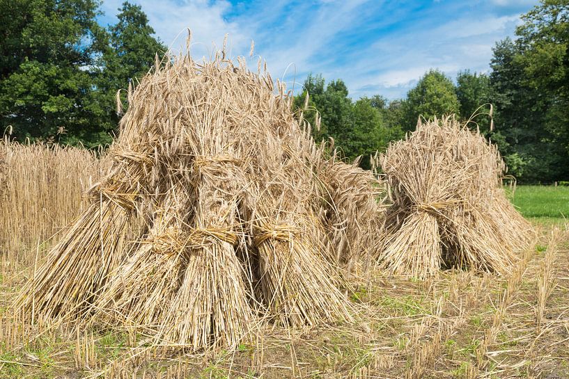 Graanschoven staan te drogen op de akker par Ben Schonewille