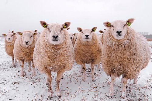 Schapen in een winterlandschap
