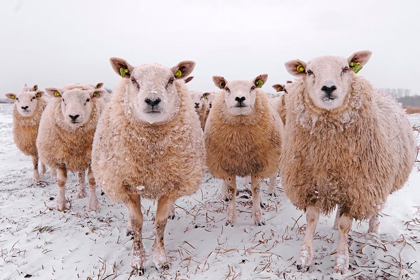 Sheep in a winter landscape by Sabrina de Vries