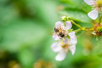 flowers, bees and many other small creatures by Matthias Korn