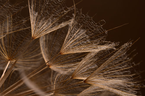 Brauntöne im Licht – Botanische Struktur von Flocken