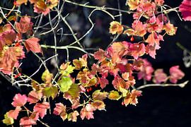 Poetic Indian Summer