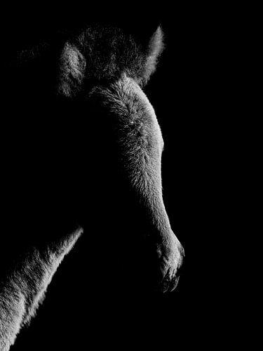 isländisches pony portrait schwarz und weiß