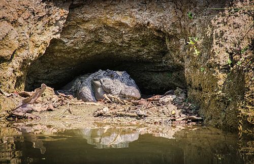 Krokodil op de loer aan de oever, Nepal
