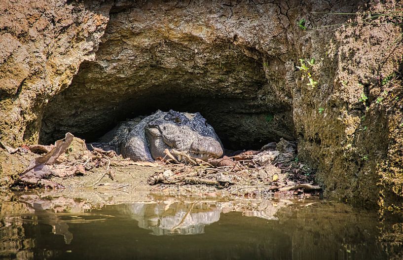 Krokodil lauern auf der Bank, Nepal von Rietje Bulthuis