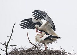 Ooievaars von Marcel Klootwijk