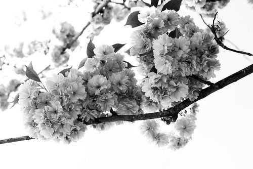 brin avec fleurs