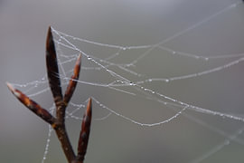 Wassertropfen in einem Spinnennetz 3